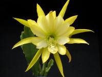 Thumbnail of 1872_Epicactus Hybride gelb_20150608_04(1).JPG